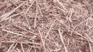 Big anthill in the straws. Big anthill with colony of ants in summer forest. Ants on the ant hill in the woods closeup, macro. They mooving sticks and building their house
