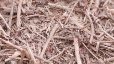 Big anthill in the straws. Big anthill with colony of ants in summer forest. Ants on the ant hill in the woods closeup, macro. They mooving sticks and building their house