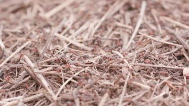 Big anthill in the straws. Big anthill with colony of ants in summer forest. Ants on the ant hill in the woods closeup, macro. They mooving sticks and building their house. Focus changing.