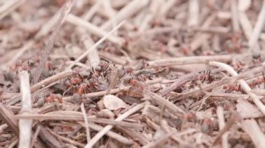 Big anthill in the straws. Ants on the ant hill in the woods closeup, macro. Big anthill with colony of ants in summer forest. They mooving sticks and building their house