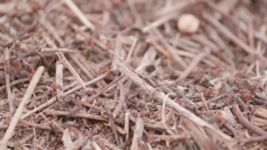 Big anthill in the straws. Ants on the ant hill in the woods closeup, macro. Big anthill with colony of ants in summer forest. They mooving sticks and building their house