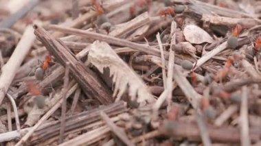 Big anthill with colony of ants in summer forest. Ants on the ant hill in the woods closeup, macro. Big anthill in the straws. They mooving sticks and building their house