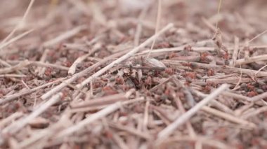 Big anthill in the straws. Big anthill with colony of ants in summer forest background. Ants on the ant hill in the woods closeup, macro. They mooving sticks and building their house