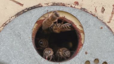 Wooden beehive and bees front view. Close up of flying bees inside and outside of entrance. Plenty of bees at the circle entrance of old beehive in apiary. Working bees on plank. Frames of a beehive.