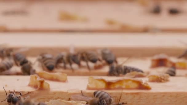 Close View Opened Hive Body Showing Frames Populated Honey Bees — Stockvideo