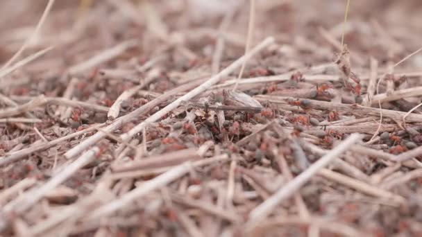 Big Anthill Straws Big Anthill Colony Ants Summer Forest Background — Video