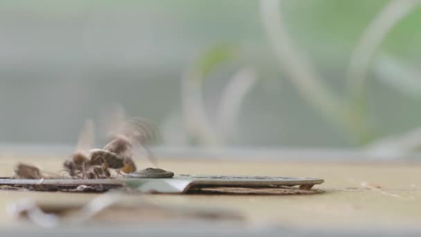 Деревянный Улей Пчелы Крупный План Летающих Пчел Внутри Снаружи Входа — стоковое видео