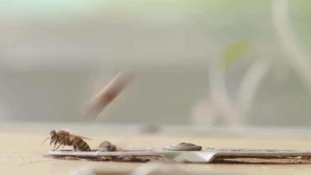 木制蜂窝和蜜蜂 靠近入口内外的飞蜂 在小蜂窝的圆形入口有大量的蜜蜂 在木板上的工蜂 蜂窝的框架 — 图库视频影像
