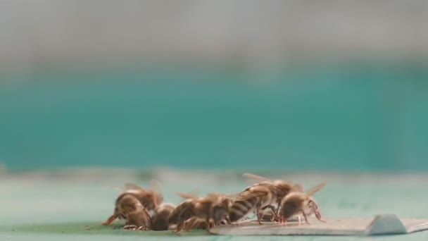 木制蜂窝和蜜蜂 靠近入口内外的飞蜂 在蚜虫的绿色蜂窝的圆形入口有大量的蜜蜂 在木板上的工蜂 蜂窝的框架 — 图库视频影像