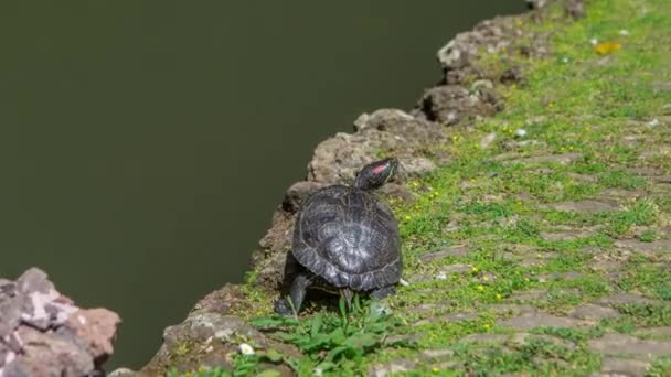 Tartaruga Sull Erba Verde Vicino Lago Timelapse Nei Giardini Tropicali — Video Stock