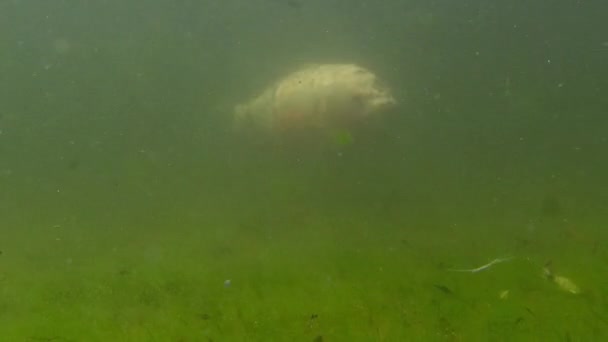 Ryby Plavání Jezeře Zelenou Vodou Timelapse Tropických Zahradách Monte Palace — Stock video