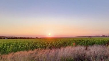 Landscape with field, beautiful sunrise and blue sky with clouds timelapse. Green and yellow grass. Power lines on the side