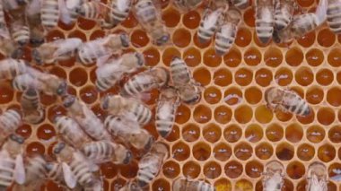Bees working on honey cells in beehive. Close up macro view. Swarm on frame from hive top view