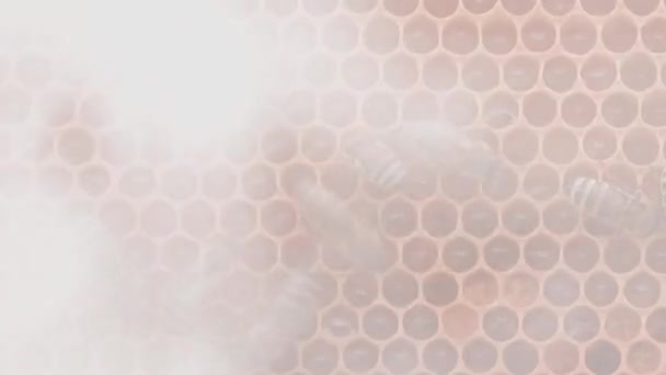 Bees Working Honey Cells Beehive Close Macro View Swarm Frame — Stock video