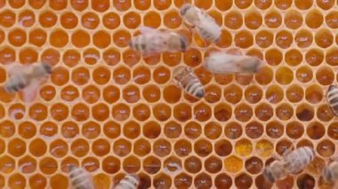 Bees working on orange honey cells in beehive. Close up macro view. Swarm on frame from hive top view