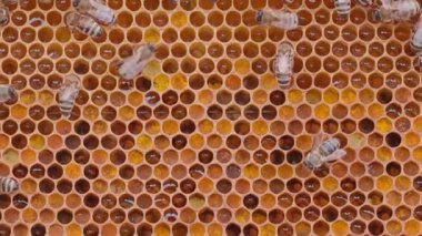 Many bees working on honey cells in beehive. Close up macro view. Swarm on frame from hive top view background