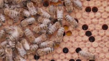 Bees working on honey cells in beehive with larvas. Close up macro view. Swarm on frame from hive top view