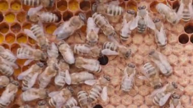 Bees working on honey cells in beehive. Close up macro view. Swarm on frame from hive top view with larvas
