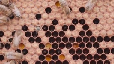 Bees working on honey cells in beehive with larvas. Close up macro view. Swarm on frame from hive top view with white smoke