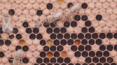 Bees working on honey cells in beehive with larvas. Close up macro. Swarm on frame from hive top view with white smoke