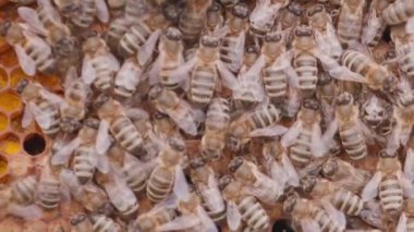 Crowd of bees working on honey cells in beehive. Close up macro view. Swarm on frame from hive top view