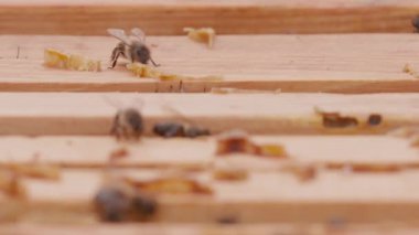 Close up view of the opened hive body showing the frames populated by honey bees. Focus changing. Bee mooving on top