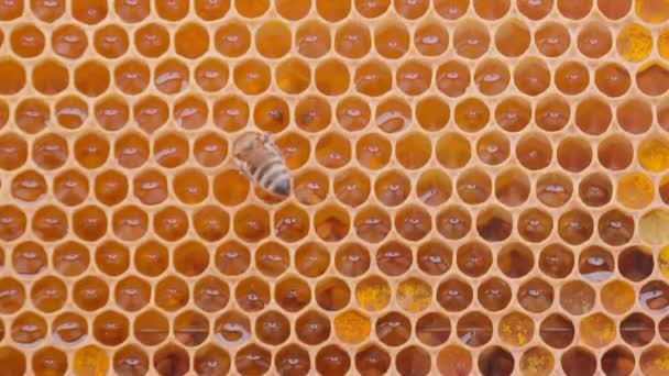 蜜蜂在蜂窝里用白烟处理蜂蜜细胞 关闭宏观视图 蜂拥而至 蜂拥而至 — 图库视频影像