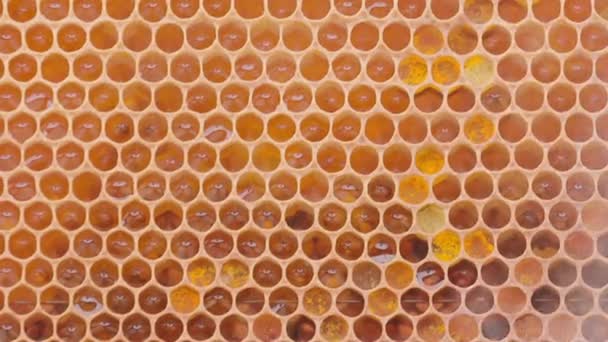 Bee Working Honey Cells Smoke Beehive Close Macro View Swarm — Vídeo de Stock