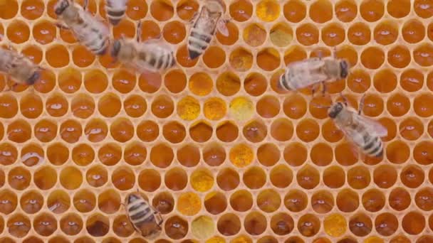 Бджоли Працюють Медових Клітинах Вулику Крупним Планом Макропогляд Різдво Рамці — стокове відео