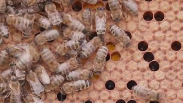 Μέλισσες Που Εργάζονται Κύτταρα Μελιού Κυψέλη Λάρβες Κλείσιμο Μακροσκοπικής Προβολής — Αρχείο Βίντεο