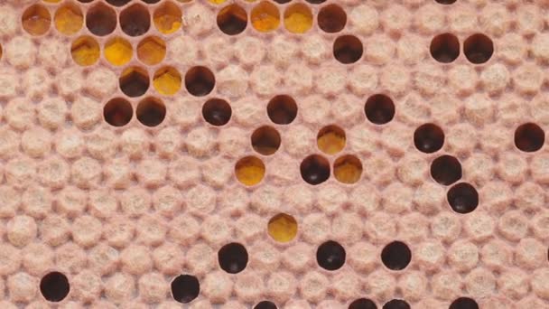 Μέλισσες Που Εργάζονται Κύτταρα Μελιού Κυψέλη Λάρβες Κλείσιμο Μακροσκοπικής Προβολής — Αρχείο Βίντεο