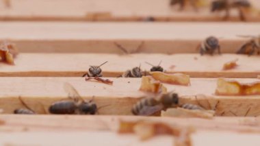 Close up view of the opened hive body showing the frames populated by many honey bees. Bee mooving on top