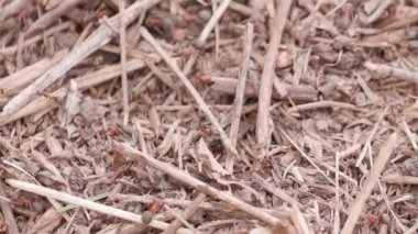 Big anthill in the straws. Big anthill with colony of ants in summer forest. Ants on the ant hill in the woods closeup, macro. They mooving sticks and building their house