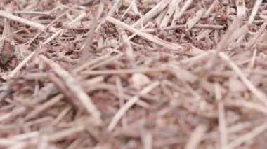 Big anthill in the straws. Big anthill with colony of ants in summer forest. Ants on the ant hill in the woods closeup, macro. Focus changing. They mooving sticks and building their house