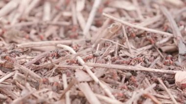 Big anthill in the straws. Ants on the ant hill in the woods closeup, macro. Big anthill with colony of ants in summer forest. They mooving sticks and building their house