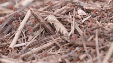 Big anthill with colony of ants in summer forest. Ants on the ant hill in the woods closeup, macro. Big anthill in the straws. They mooving sticks and building their house