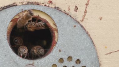 Wooden beehive and bees front view. Close up of flying bees inside and outside of entrance. Plenty of bees at the circle entrance of old beehive in apiary. Working bees on plank. Frames of a beehive.