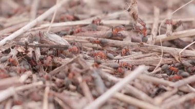 Big anthill in the straws. Big anthill with colony of ants in summer forest background. Ants on the ant hill in the woods closeup, macro. They mooving sticks and building their house