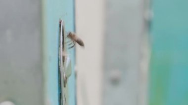 Wooden beehive and bees. Close up of flying bees inside and outside of entrance. Plenty of bees at the circle entrance of old beehive in apiary. Working bees on plank. Frames of a beehive.
