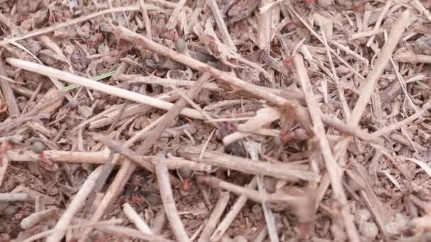 Big Anthill Straws Big Anthill Colony Ants Summer Forest Ants — Stockvideo
