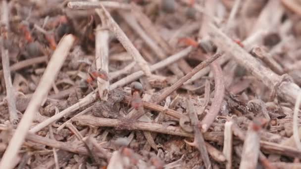 Big Anthill Straws Ants Ant Hill Woods Closeup Macro Big — Stockvideo
