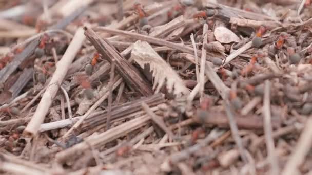 夏天森林里有一群蚂蚁的大蚁群 蚂蚁在蚂蚁山上的特写 稻草中的大蚁丘 他们搬弄木棍 盖房子 — 图库视频影像