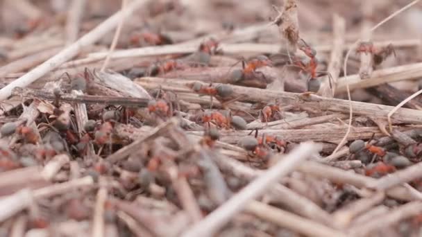 Big Anthill Straws Big Anthill Colony Ants Summer Forest Background — Stock video