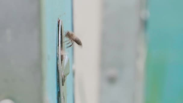 木制蜂窝和蜜蜂 靠近入口内外的飞蜂 在四合院的老蜂窝的圆形入口有很多蜜蜂 在木板上的工蜂 蜂窝的框架 — 图库视频影像
