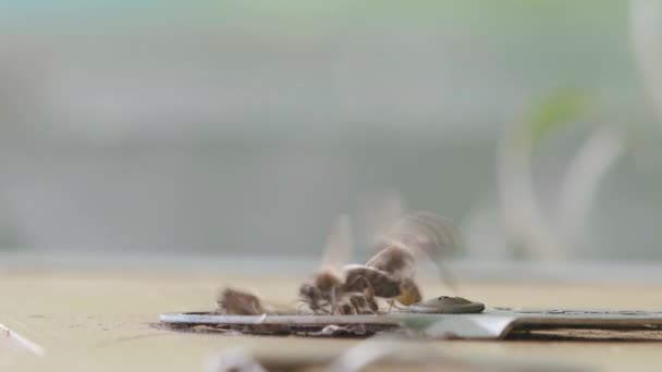 Wooden Beehive Bees Close Flying Bees Entrance Blured Background Plenty — Stok video
