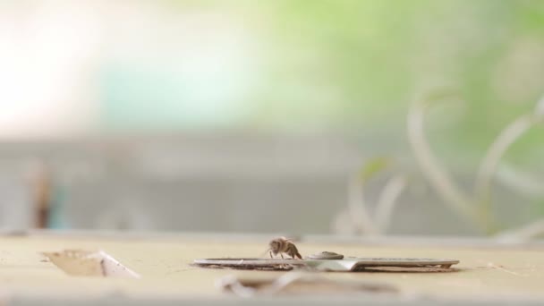 Близько Літаючих Бджіл Всередині Зовні Входу Багато Бджіл Біля Входу — стокове відео