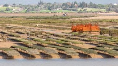 Traktör, alçak gelgit sırasında kumsal yakınlarındaki yosun çiftliğinden yosun topluyor. Arka planda ağaçlar ve tepeler var. Lagos, Portekiz