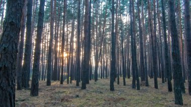 Çam ormanı, ağaçların arasından parlayan son güneş panoramik zaman dilimi ile. Sonbahar, güneş ışığı