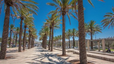 Mish 'ol HaPninim Bahçesi' nde uzun palmiye ağaçları arasında yürümek İsrail 'in Kudüs şehrinde Şam Kapısı' nın aşırı hızına çıkıyor..