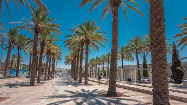Mish 'ol HaPninim Bahçesi' nde uzun palmiye ağaçları arasında yürümek İsrail 'in Kudüs şehrinde Şam Kapısı' nın aşırı hızına çıkıyor..